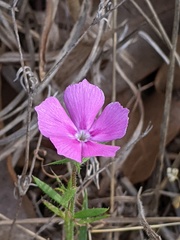 Phlox cuspidata