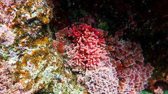 Tricleocarpa fragilis