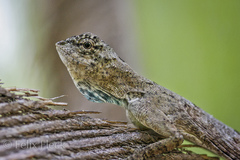 Draco