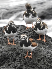 Ruddy Turnstone photo 6