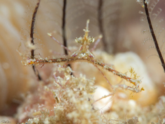 Lambrachaeus ramifer