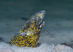 Callechelys marmorata