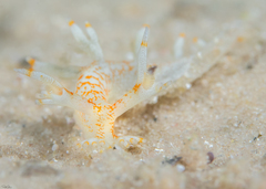 Bornella stellifera