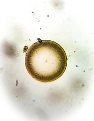 Coscinodiscales