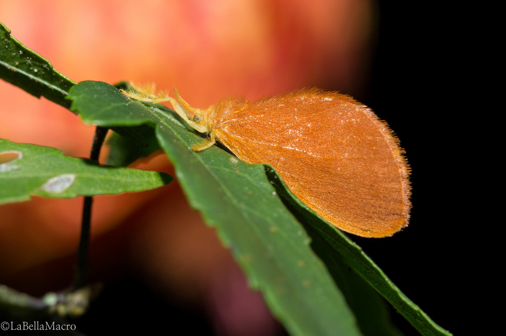 Acraga ferruginea