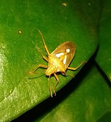 Pentatomidae