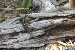 Liolaemus septentrionalis