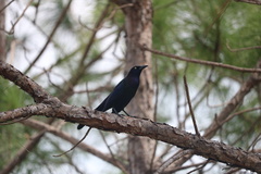 Quiscalus quiscula quiscula