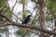 Quiscalus quiscula quiscula