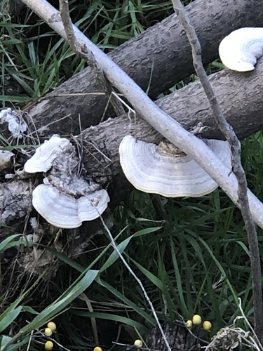 Šiurkščioji kempė nuotrauka