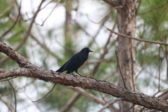 Quiscalus quiscula quiscula