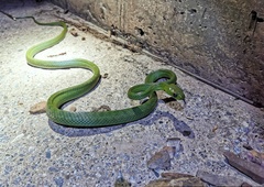Boiga cyanea