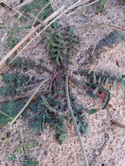 Coincya monensis johnstonii