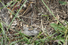 Liolaemus septentrionalis