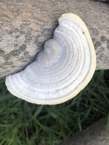 Šiurkščioji kempė nuotrauka