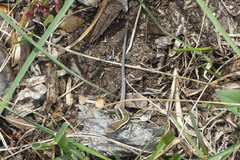 Liolaemus septentrionalis