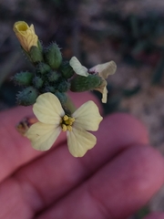 Coincya monensis johnstonii