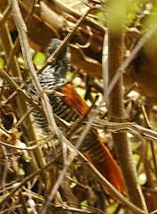 Thamnophilus palliatus