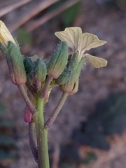 Coincya monensis johnstonii