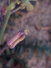 Coincya monensis johnstonii