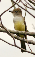 Myiarchus ferox