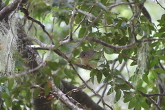 Troglodytes aedon chilensis