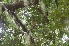 Troglodytes aedon chilensis