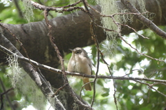 Troglodytes aedon chilensis