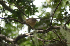 Troglodytes aedon chilensis
