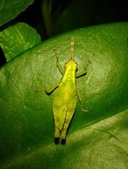 Acrididae