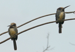 Jacamaralcyon tridactyla