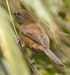 Cyanoloxia brissonii