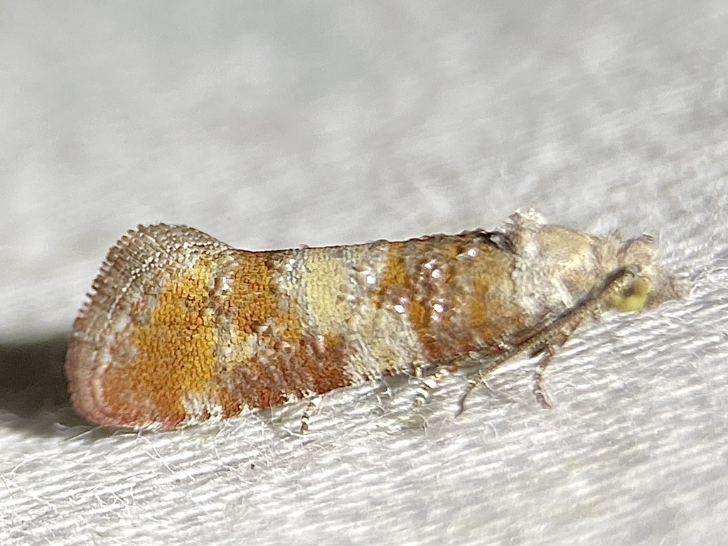 Pitch Pine Tip Moth