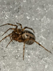 Stemonyphantes lineatus