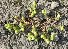 Sedum acre