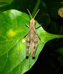 Acrididae