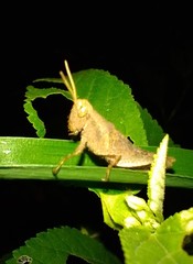 Acrididae