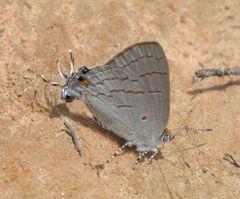 Hypolycaena philippus philippus