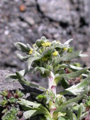 Artemisia genipi