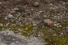 Squamarina cartilaginea