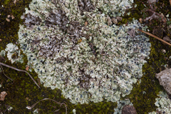 Squamarina cartilaginea