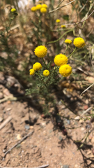 Oncosiphon pilulifer