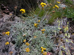 Artemisia glacialis