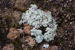 Squamarina cartilaginea