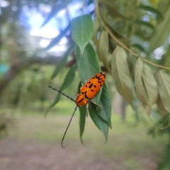 Tragocephala variegata