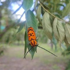 Tragocephala variegata