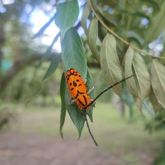 Tragocephala variegata