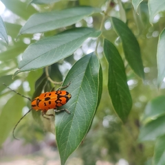 Tragocephala variegata