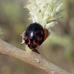 Harmonia axyridis