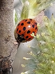 Harmonia axyridis